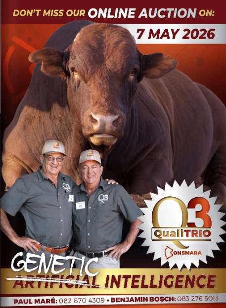 QualiTrio Bonsmara online auction