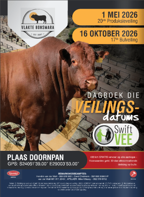 Vlakte Bonsmara 20ste produksieveiling