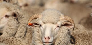 ’n Eeu van uitnemendheid verdien uitnemende versekering