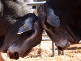 Artikel 10-skema moet nou dringend in werking tree