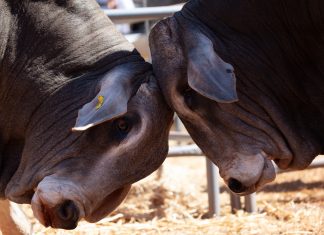 Artikel 10-skema moet nou dringend in werking tree