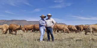 ‘n Tuli-kudde wat sy omgewing bemeester deur aanhoudende verbetering