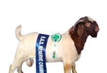 Show Goat
