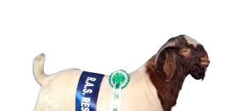 Show Goat