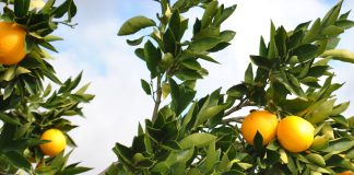 Citrus export estimates show moderate growth