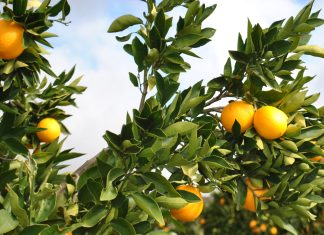 Citrus export estimates show moderate growth