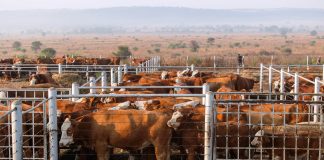 BEK-inenting en naspeurbaarheid skep nuwe standaard vir stoetveebedryf