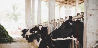 Kwanalu urges caution following FMD vaccine court ruling