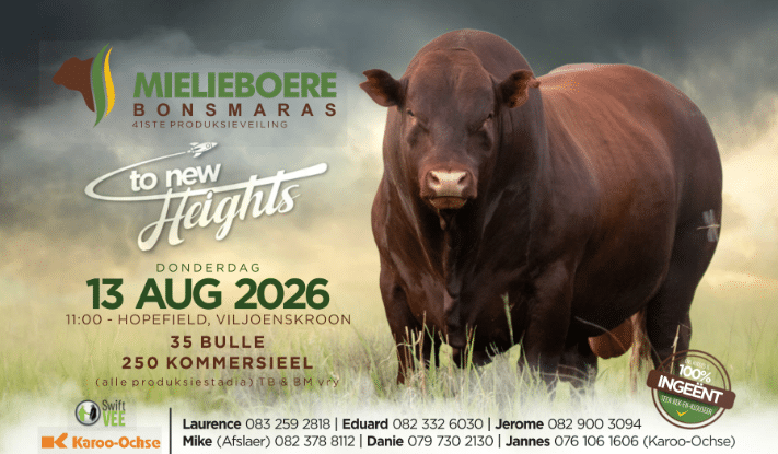 Mielieboere Bonsmaras 41ste produksieveiling