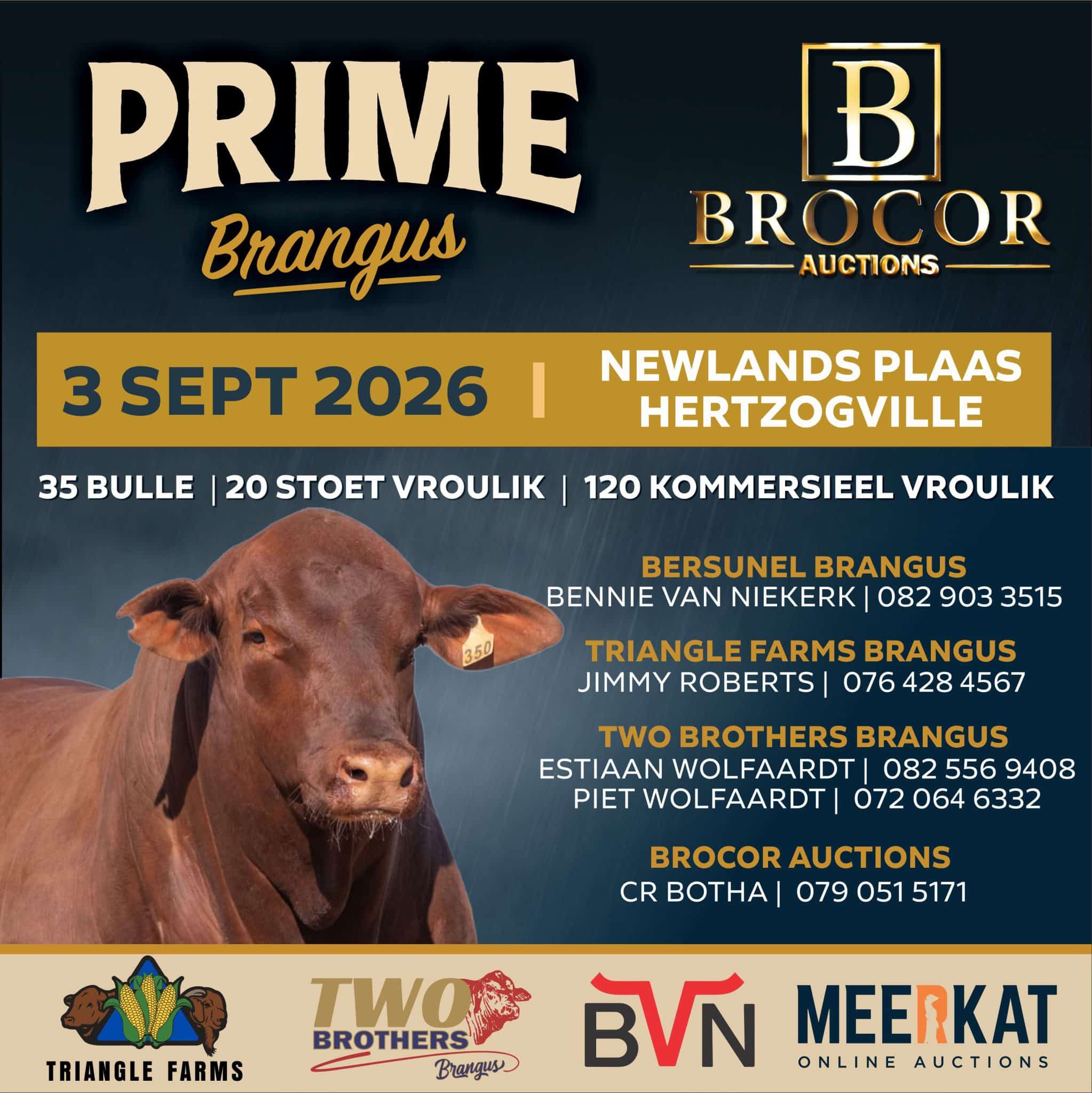 Prime Brangus veiling