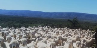 Mohair in demand, despite lower prices