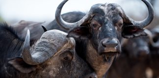 Moratorium offers relief for FMD-challenged buffalo industry