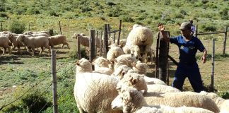 Quality wools support market at the fifth wool sale