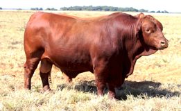 Tick the right boxes for a successful breeding season